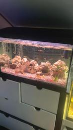 Mooie aquarium, Dieren en Toebehoren, Vissen | Aquaria en Toebehoren, Ophalen of Verzenden, Zo goed als nieuw