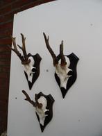 3 ree geweien (17) samen voor 27,50 euro, Verzamelen, Dierenverzamelingen, Ophalen of Verzenden, Zo goed als nieuw, Wild dier