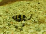 Laatste 50 Helena slakken slak etende slak, Dieren en Toebehoren, Vissen | Aquariumvissen, Slak of Weekdier, Zoetwatervis