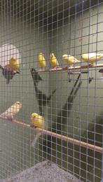 Waterslagers, man, Mannelijk