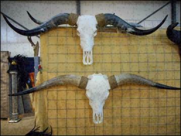 Gebleekte longhorn schedel, Zeer groot aanbod!!! beschikbaar voor biedingen