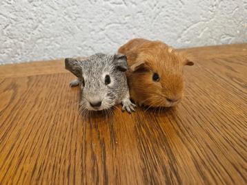 2 cavia beren  beschikbaar voor biedingen