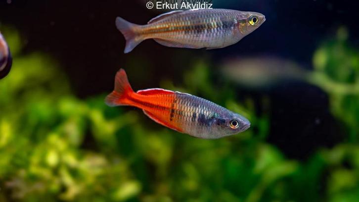 Gezocht Regenboogzalmen voor opvang, Dieren en Toebehoren, Vissen | Aquariumvissen, Zoetwatervis, Vis
