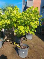 Aanbieding witte druif, Ophalen, Volle zon, Overige soorten