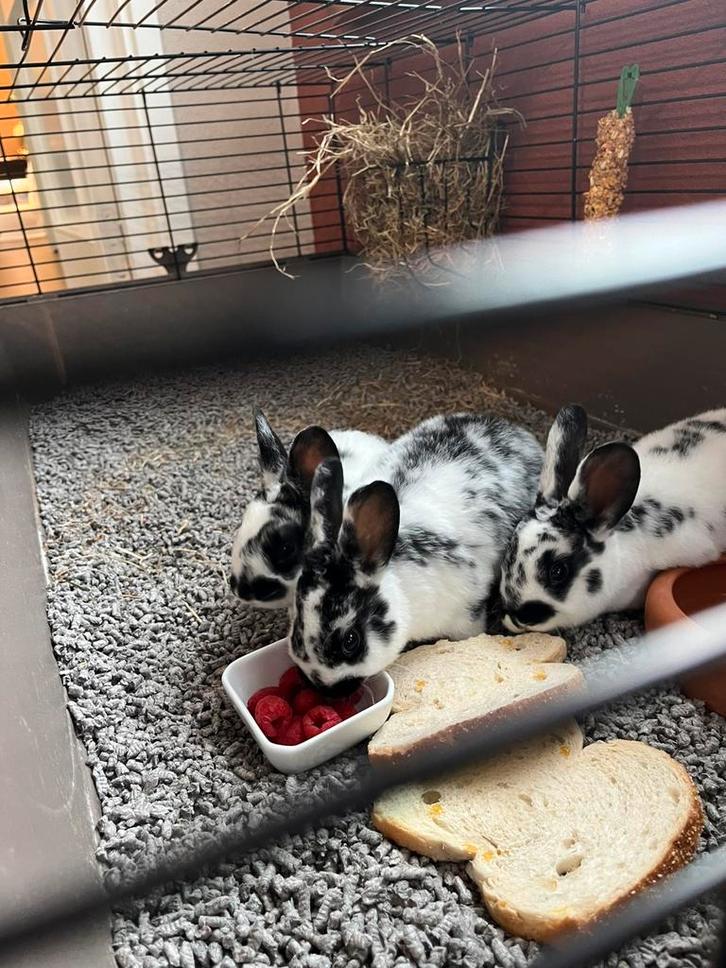 Lieve jonge Rex konijnen middelgroot, Dieren en Toebehoren, Konijnen, Middelgroot, Meerdere dieren