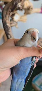 Tamme grasparkiet& agapornis, Dieren en Toebehoren, Vogels | Parkieten en Papegaaien, Mannelijk, Parkiet, Tam