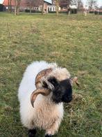 Walliser schwarznase ram tekoop, Mannelijk, Schaap