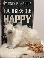 Prachtig opgezet wit dwergkonijntje & kanten hanging basket, Verzamelen, Dierenverzamelingen, Ophalen of Verzenden, Zo goed als nieuw