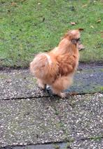 USA zijdehoen-haan Teuntje zoekt een nieuw thuis, Dieren en Toebehoren, Pluimvee, Mannelijk, Kip