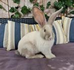 Duitse reus,  blauw sallander VM, ram, Dieren en Toebehoren, Mannelijk, Groot