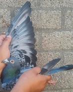 Postduif 100% Gebroeders Janssen., Dieren en Toebehoren, Vogels | Duiven, Mannelijk, Postduif