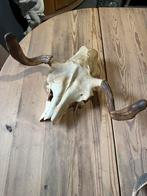 "HENDRICKX " Schedel met hoorn., Ophalen, Gebruikt, Wild dier, Schedel