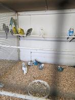 Engelse grasparkieten, Dieren en Toebehoren, Vogels | Parkieten en Papegaaien, Meerdere dieren, Parkiet