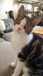 LIEVE 2-JARIGE KATER LOUIE, Dieren en Toebehoren, Katten en Kittens | Overige Katten, Kater