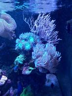 Zee aquarium met sump / geheel compleet, Dieren en Toebehoren, Vissen | Aquariumvissen, Overige typen