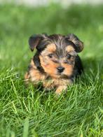 York shire pups, België, Overige rassen, CDV (hondenziekte), 8 tot 15 weken