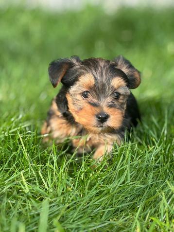 York shire pups beschikbaar voor biedingen