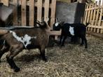 Dwerggeiten, Dieren en Toebehoren, Schapen, Geiten en Varkens, Meerdere dieren, Geit, 0 tot 2 jaar