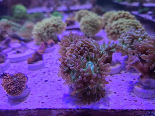 Duncan's koraal stekjes, Dieren en Toebehoren, Vissen | Aquaria en Toebehoren, Nieuw, Overige typen, Ophalen