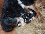 Friese stabij pups, Dieren en Toebehoren, Overige rassen, 8 tot 15 weken, Teef, Meerdere