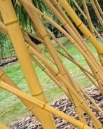 Phyllostachys Vivax McClure | Snelgroeiende Reuzenbamboe, In pot, Bloeit niet, Halfschaduw, 400 cm of meer