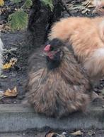 Zijdehoen haan, Dieren en Toebehoren, Mannelijk, Kip