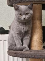 Britsekorthaar, Dieren en Toebehoren, Katten en Kittens | Raskatten | Korthaar, Poes, Ontwormd, 0 tot 2 jaar