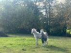 Welsh pony a merrie veulen, Dieren en Toebehoren, Merrie, Met stamboom, Minder dan 160 cm, 0 tot 2 jaar