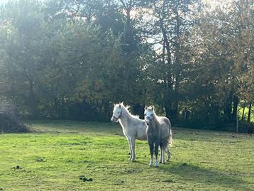 Welsh pony a merrie veulen beschikbaar voor biedingen