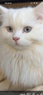 Twee lieve jonge binnenkatten ter adoptie, Kater