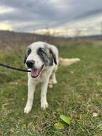 SOCIALE KNUFFELBEER DANTE HOUD VAN MENSEN,HONDEN EN WANDELEN, Particulier, 15 weken tot 1 jaar, Reu, Buitenland