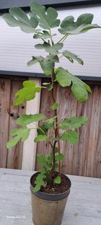 Turkish/Grieks Brown Ficus carica VIJGEN STEK TE KOOP, Tuin en Terras, Ophalen of Verzenden