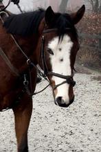 Knappe en lieve allrounder, Dieren en Toebehoren, Paarden, Ruin, B, 160 tot 165 cm, 3 tot 6 jaar