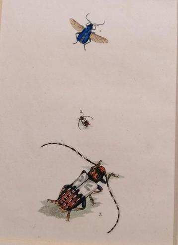 Engelse kopergravure insect -Entomologie prent - 1799 beschikbaar voor biedingen