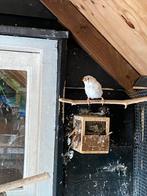 4 jonge zebravinken, Dieren en Toebehoren, Meerdere dieren, Tropenvogel