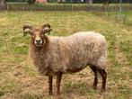Drents heideschaap en lammetje, Dieren en Toebehoren, Meerdere dieren, Schaap