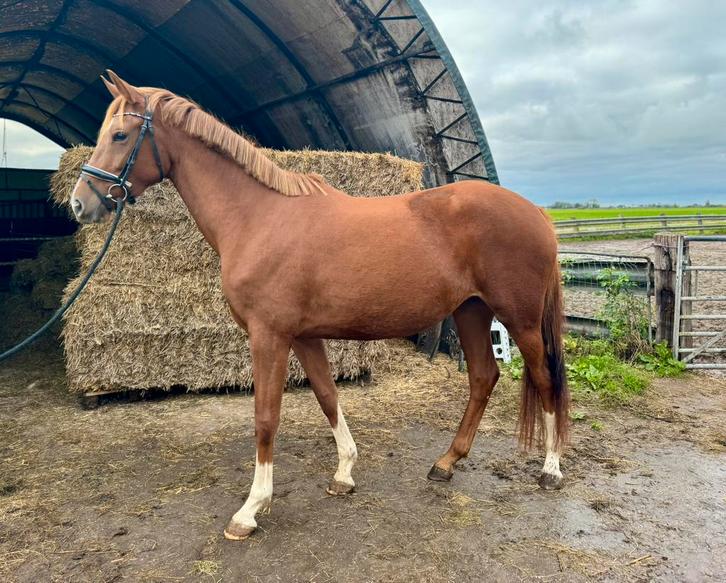 3,5 jarige Ingocnito, appaloosa veulen, KWPN e pony, Dieren en Toebehoren, Paarden, Merrie, Niet van toepassing, 165 tot 170 cm