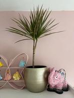 Dracaena (Dragon Tree) met bloempot, Overige soorten, In pot, Minder dan 100 cm, Groene kamerplant