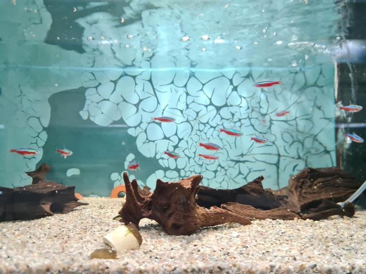 Kardinaal tetra, Paracheirodon Axelrodi, kardinaaltetra, Dieren en Toebehoren, Vissen | Aquariumvissen, Zoetwatervis, Vis, Schoolvis