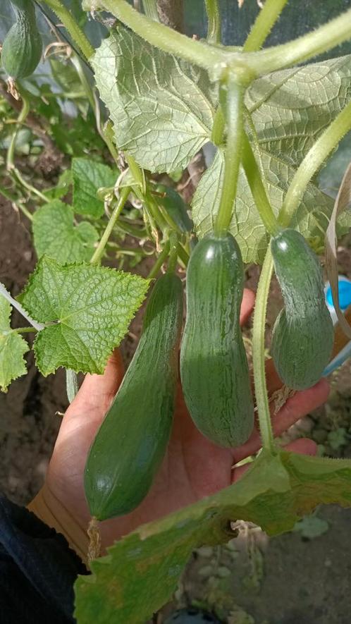 Komkommer stekjes, Tuin en Terras, Planten | Tuinplanten, Ophalen of Verzenden