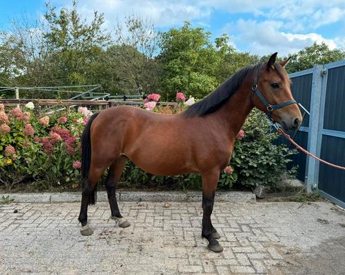 3,5 jarige new forest hengst, Dieren en Toebehoren, Pony's, Hengst, Onbeleerd, D pony (1.37m tot 1.48m), Dressuurpony, 3 tot 6 jaar