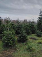Te koop kerstbomen nordmann, Tuin en Terras, Ophalen, Volle zon, Overige soorten