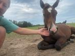 HIGWAY TN merrie veulen uit prestatie lijn., Dieren en Toebehoren, Paarden, Merrie, Springpaard, Gechipt, 0 tot 2 jaar