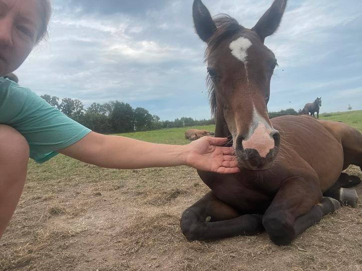 HIGWAY TN merrie veulen uit prestatie lijn., Dieren en Toebehoren, Paarden, Merrie, 0 tot 2 jaar, Springpaard, Met stamboom, Gechipt