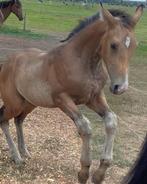 WOW! Een NRPS - 1e Premie Valk Hengst. Groot & Krachtig, Dieren en Toebehoren, Paarden, Gechipt, 0 tot 2 jaar, Hengst, Onbeleerd