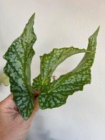 Begonia avalanche, gewortelde of verse stek, zie advertentie, Ophalen of Verzenden, Overige soorten, Minder dan 100 cm