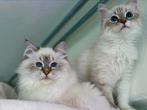 2 Siberische katten - Neva Masquarade, 0 tot 2 jaar, Kater, Gechipt