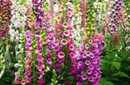 Dwerg Vingerhoedskruid zaden (Digitalis Foxy), Ophalen of Verzenden, Voorjaar, Volle zon, Zaad