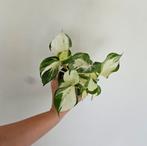 Epipremnum Manjula Happy Leaf 2, Huis en Inrichting, Kamerplanten, Ophalen of Verzenden, Overige soorten, Minder dan 100 cm