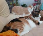 2 lieve katten zoeken n nieuw mandje !, Dieren en Toebehoren, Katten en Kittens | Overige Katten